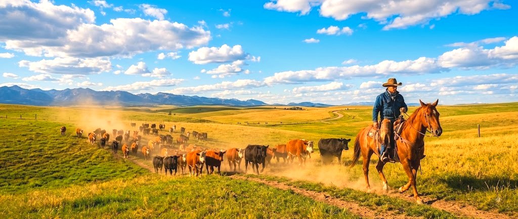 A cowboy moving cattle across open rangeland