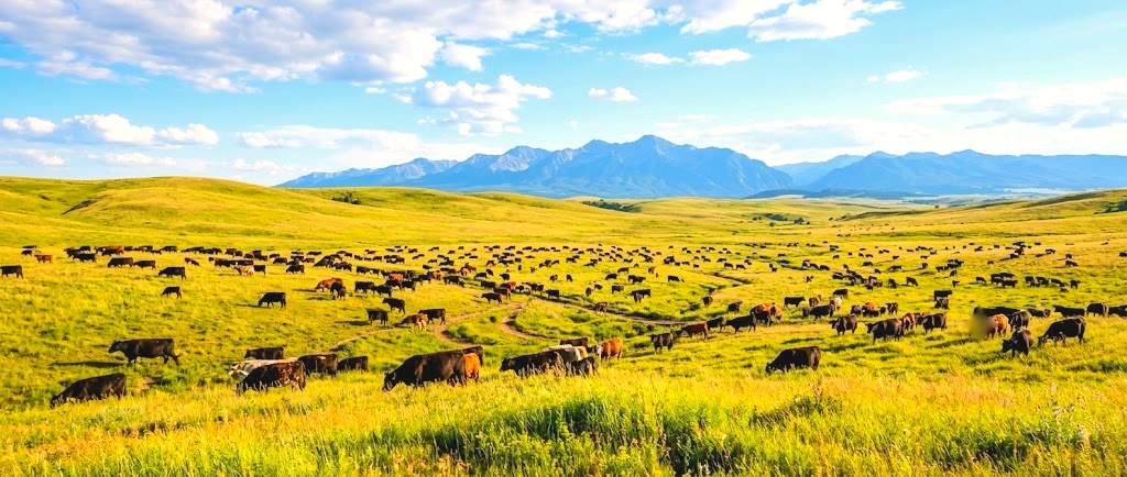 Cattle grazing across open rangeland with distant mountains